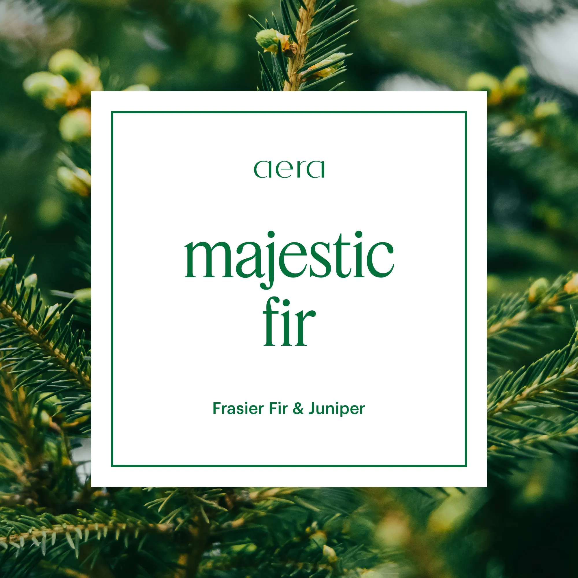 Majestic Fir