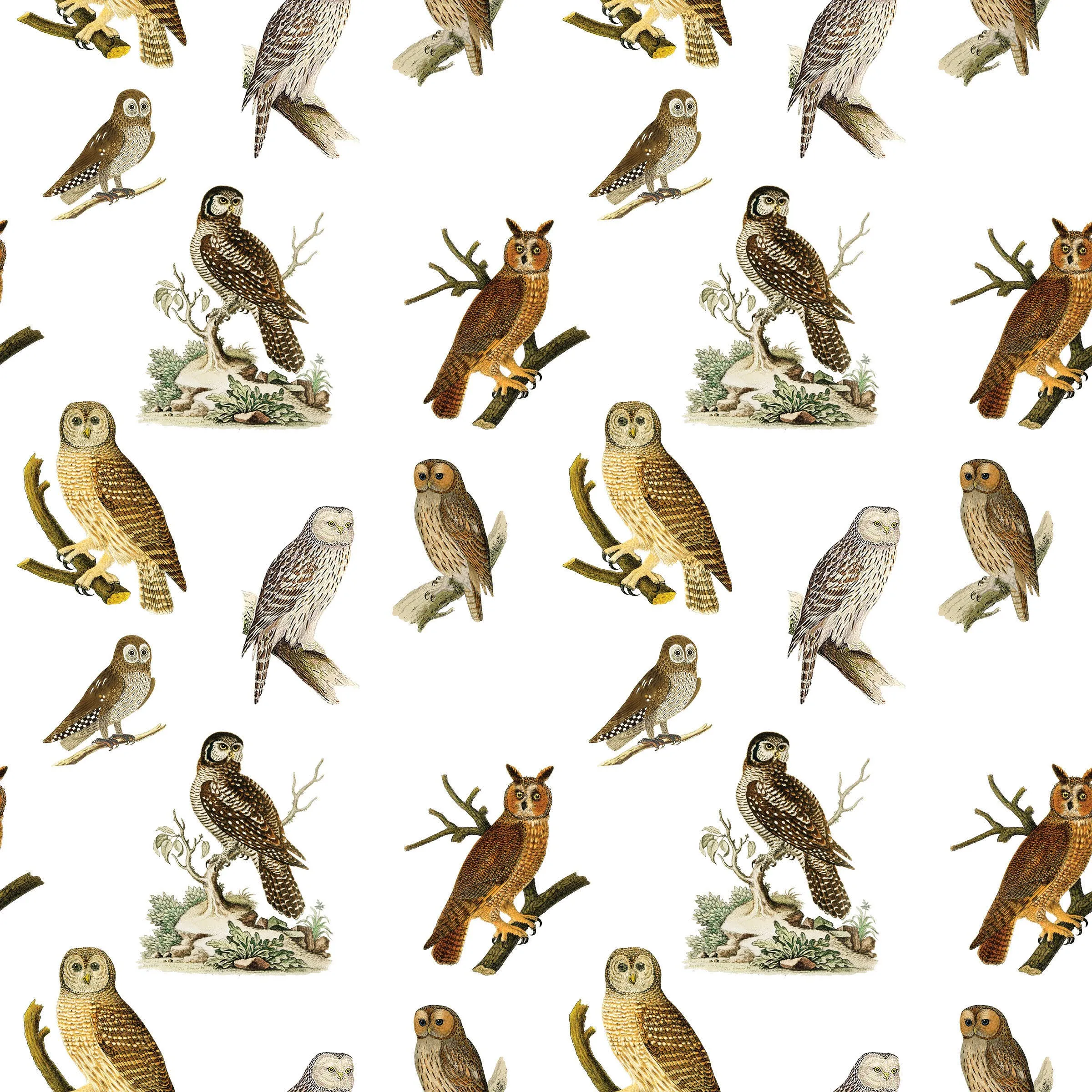 Owls Gift Wrap