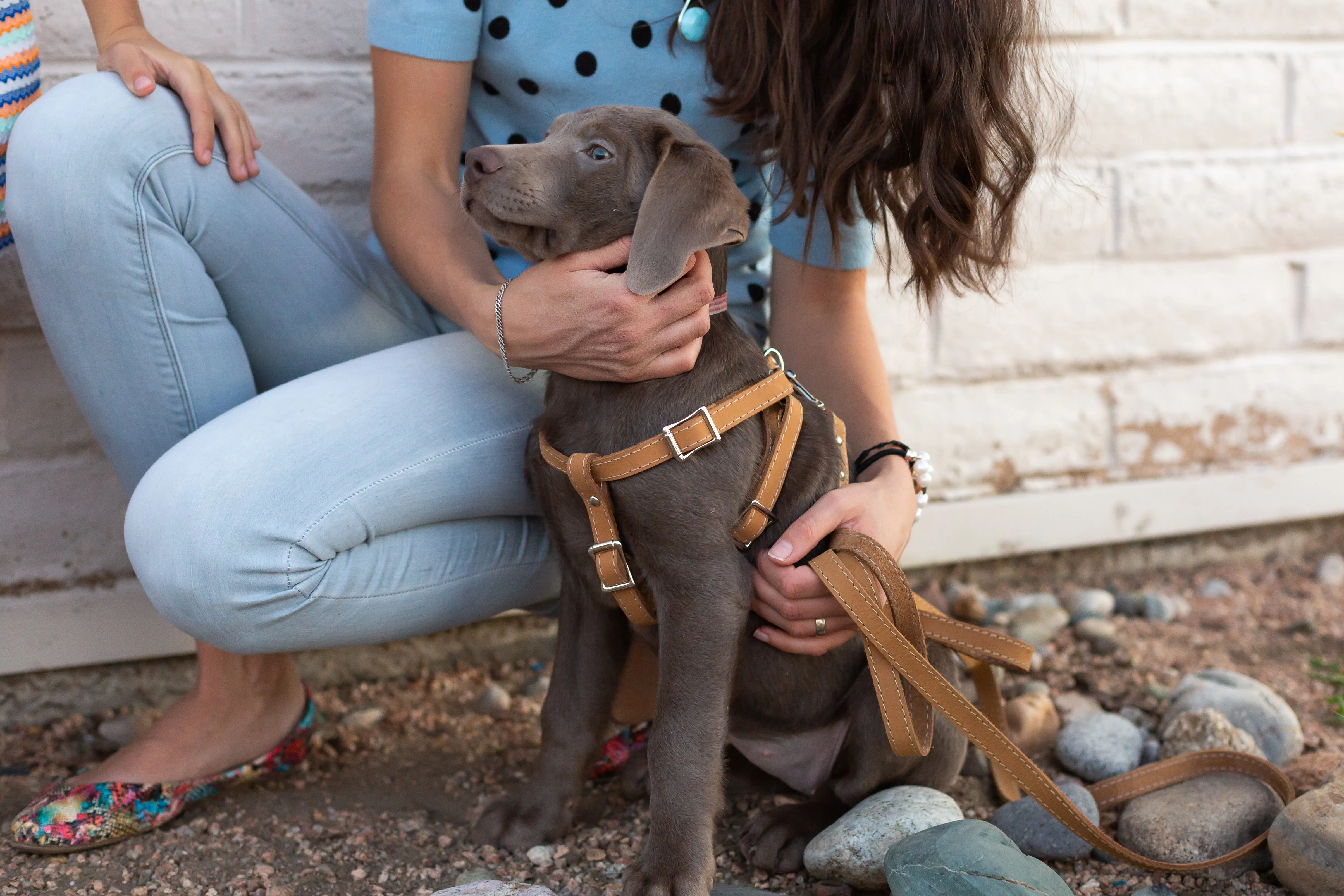 Step In Leather Dog Harness